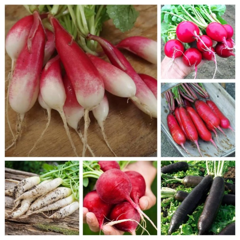 Retek válogatás, Raphanus sativus, vetőmag, akció, kedvezmény
